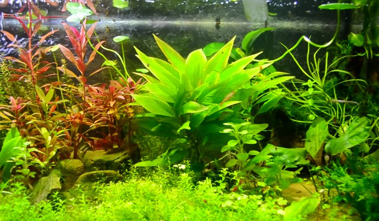 aquarium plants